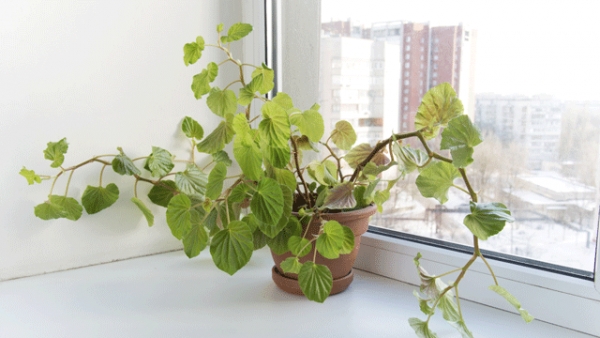 Pflegeleichte Zimmerpflanzen – diese Pflanzen gehen nicht so schnell ein