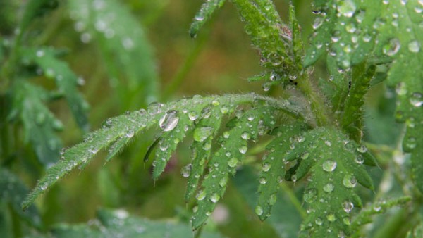 Zu viel Regen – so schützt ihr eure Pflanzen