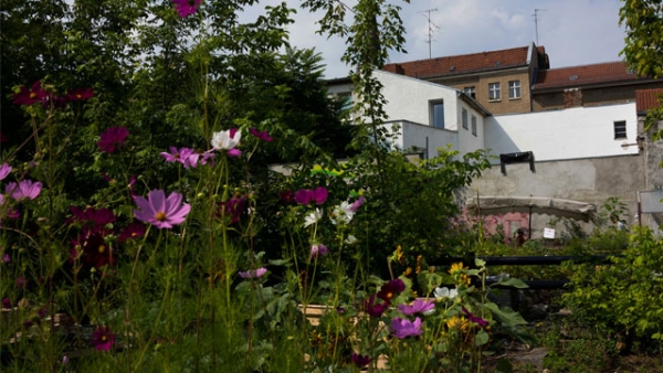 Garten in der Stadt - Urban Gardening