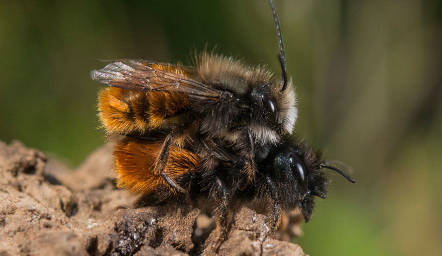 bienensterben