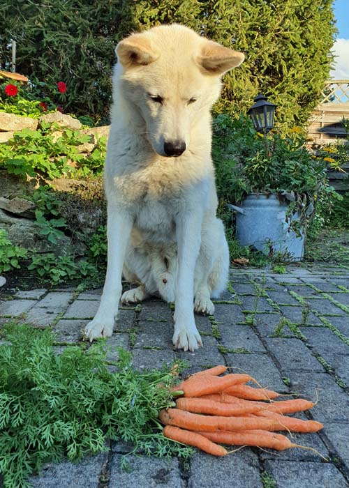 hunde vegan ernaehrung