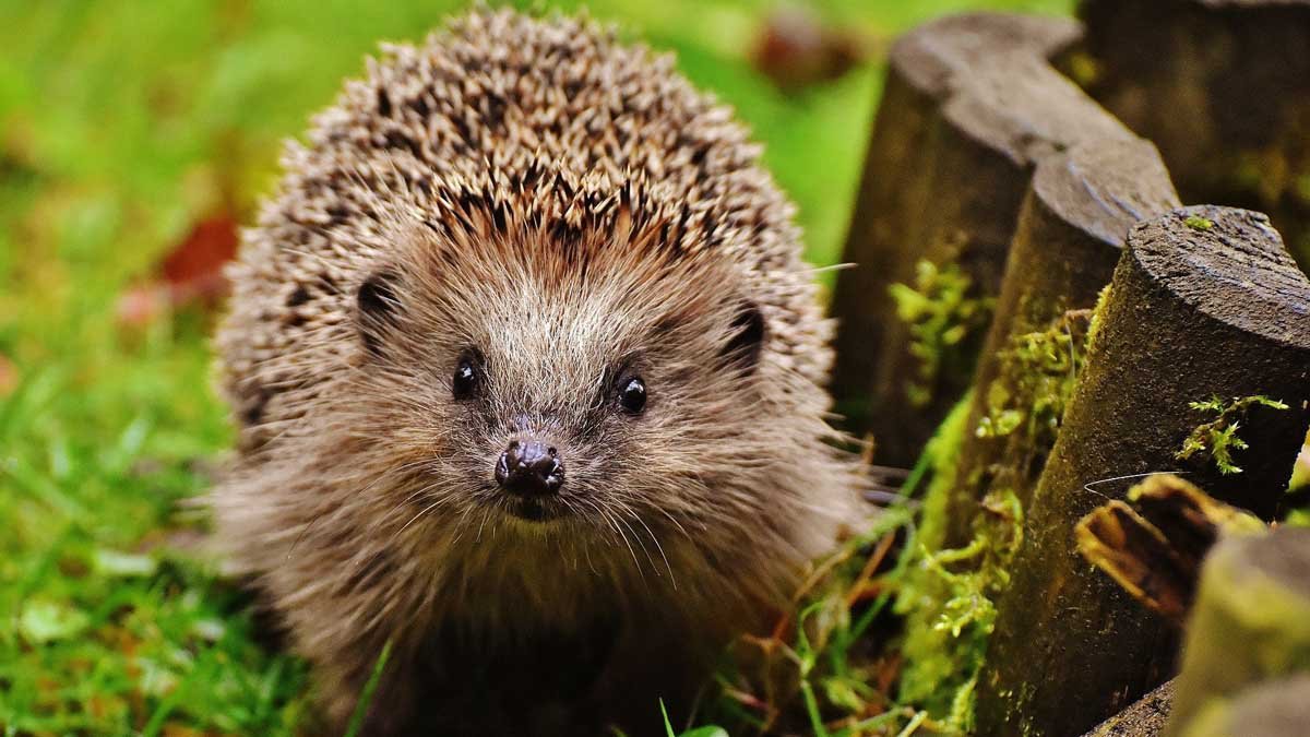 Was tun, wenn man einen Igel findet