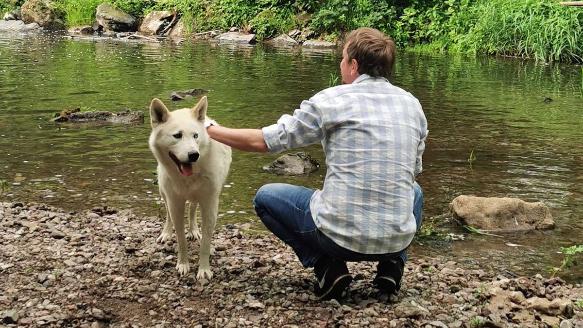 Kann man Hunde vegan ernähren?