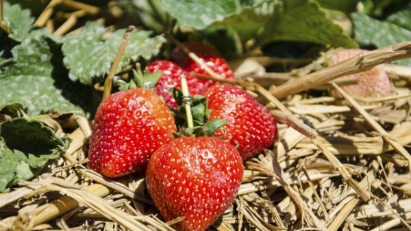 Erdbeeren selbst pflanzen