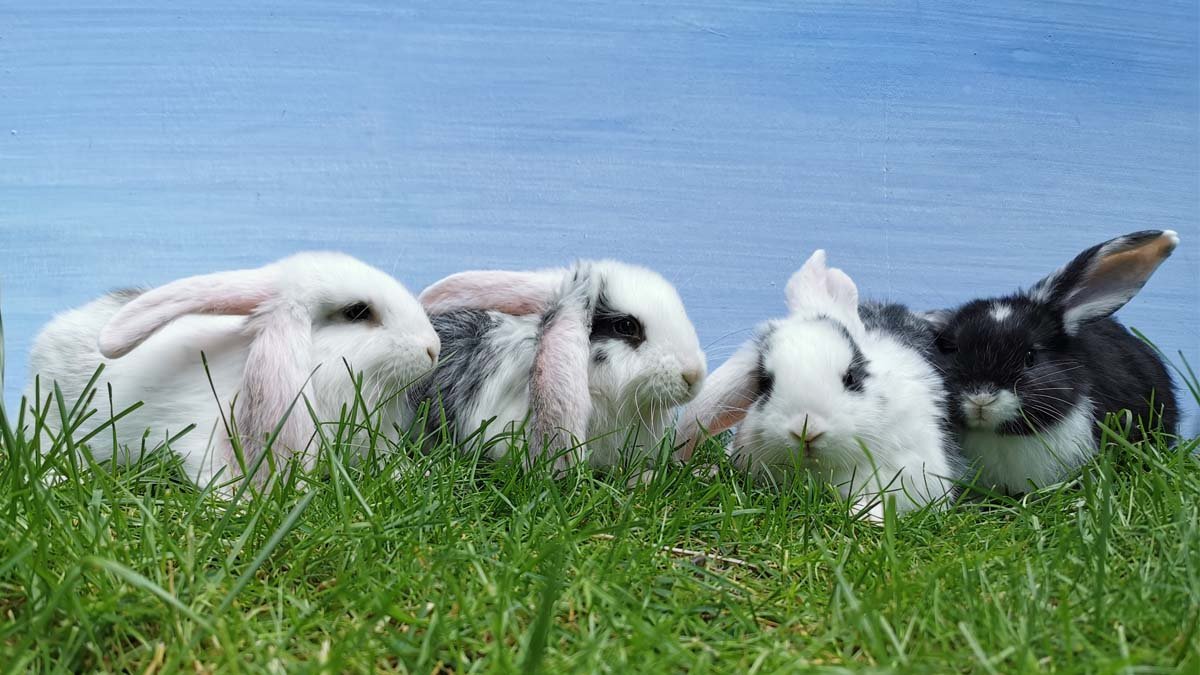 Happy Kaninchen – Der Mümmelmann-Ratgeber