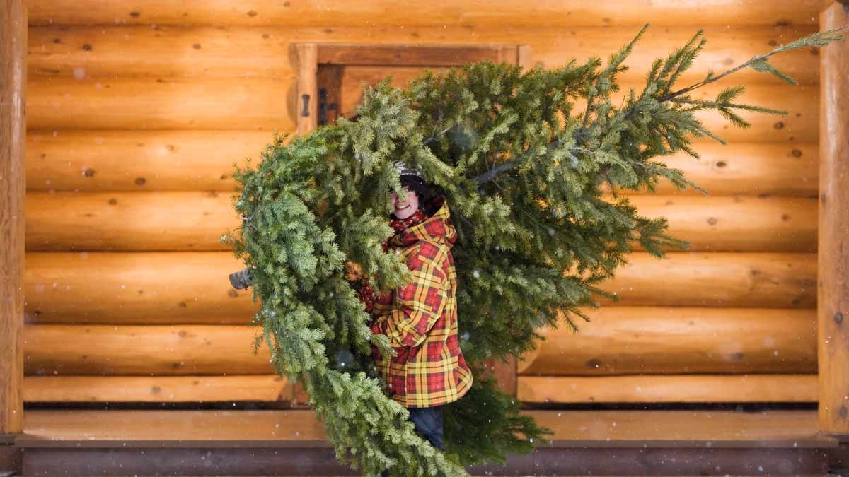 Den Weihnachtsbaum richtig lagern