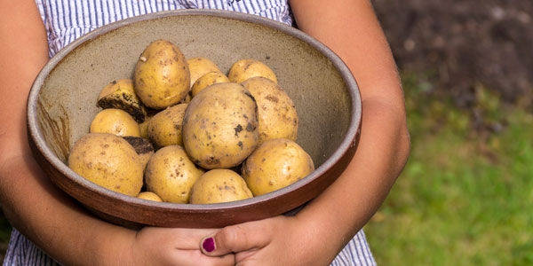 Die tolle Knolle – Kartoffeln selbst anbauen