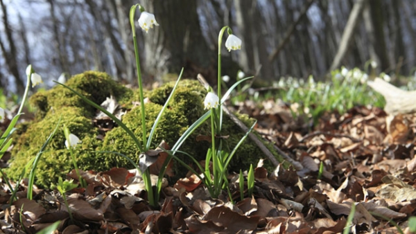 Märzenbecher – Schneeglöckchens großer Bruder