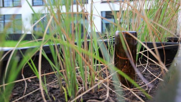 Nicht daheim? Mit diesem einfachen Trick überleben die Blumen