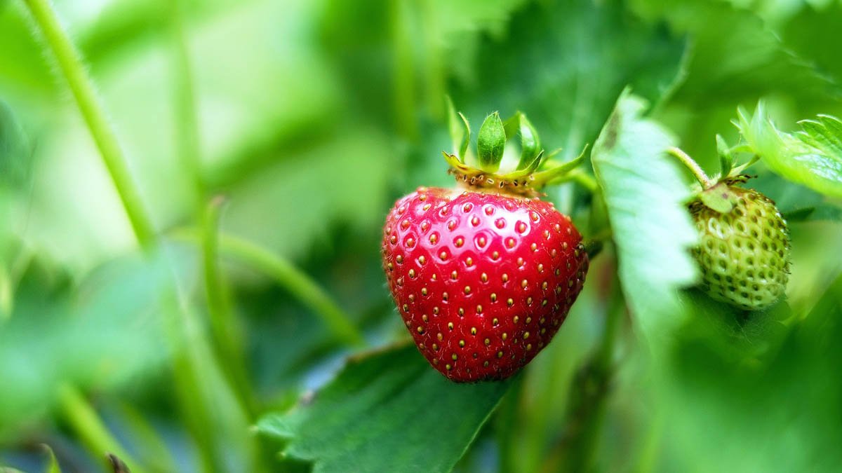 Ein Erdbeerbeet im April