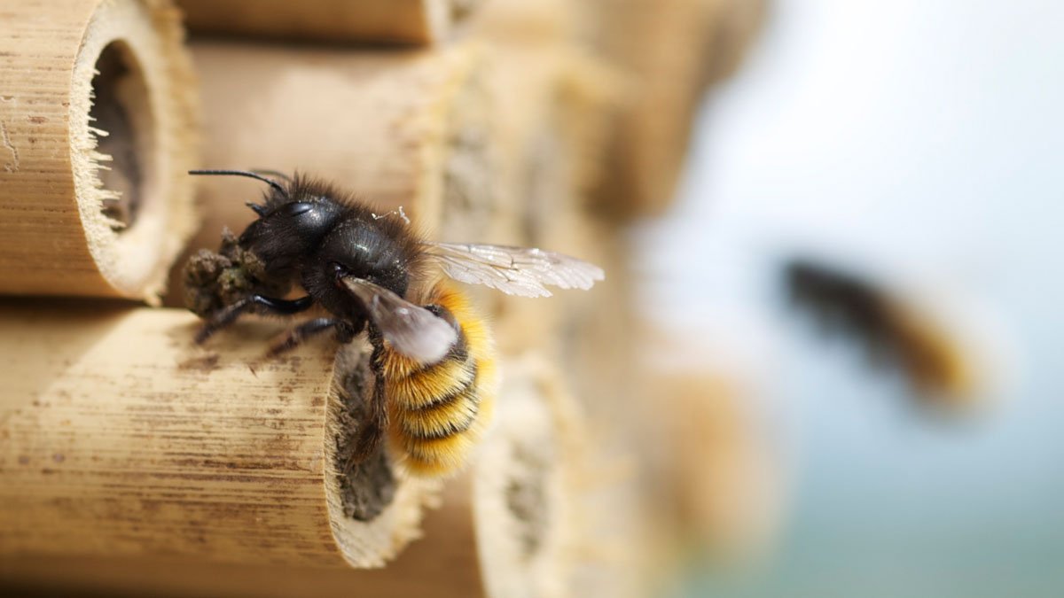 Was jeder selbst gegen das Bienensterben tun kann
