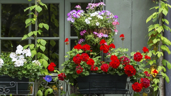 Balkonbepflanzung – worauf muss ich achten?