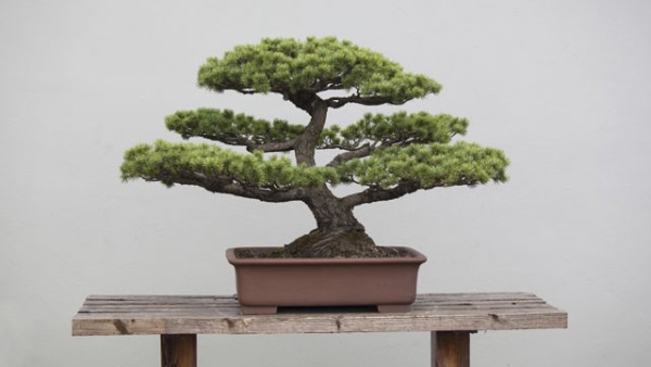 Faszination Bonsai – ein Baum in der Schale