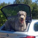 Diana Bachmann -- Tipps zum Urlaub mit Hund